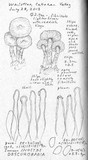 Inocybe obscurobadia image