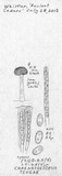 Chaenothecopsis tsugae image