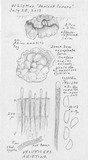 Veluticeps abietina image