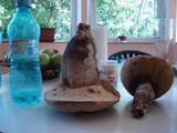 Leccinum duriusculum image