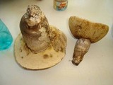 Leccinum duriusculum image