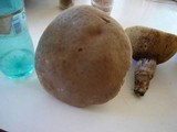 Leccinum duriusculum image