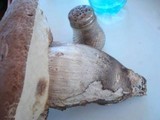Leccinum duriusculum image