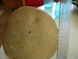 Leccinum duriusculum image
