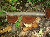 Daedaleopsis confragosa image