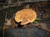 Polyporus radicatus image
