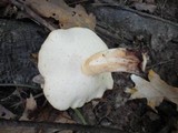 Polyporus radicatus image