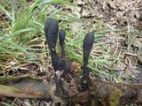 Xylaria longipes image