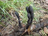 Xylaria longipes image
