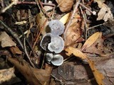 Hydnellum caeruleum image