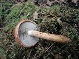 Hemistropharia albocrenulata image