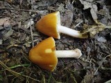 Pluteus flavofuligineus image