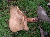 Paxillus involutus image