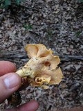 Craterellus odoratus image