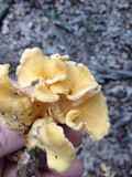 Craterellus odoratus image