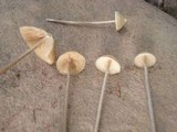 Nolanea conica image