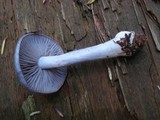 Cortinarius iodes image