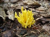 Clavulinopsis fusiformis image