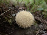 Lycoperdon pulcherrimum image