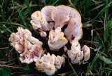 Abortiporus biennis image