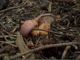Chroogomphus helveticus image