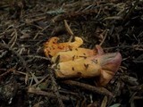 Chroogomphus helveticus image