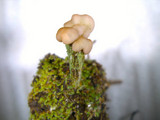Cladonia peziziformis image