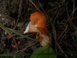 Lactarius volemus image
