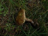 Suillus americanus image