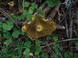 Suillus americanus image