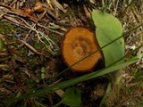 Coltricia perennis image