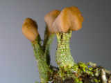 Cladonia peziziformis image