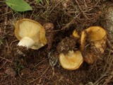 Lactarius scrobiculatus image