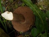 Tylopilus porphyrosporus image