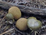 Pseudoboletus parasiticus image