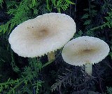 Lactarius griseus image