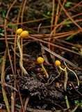 Ophiocordyceps sphecocephala image