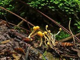 Ophiocordyceps sphecocephala image