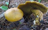 Suillus punctipes image