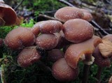 Tubaria confragosa image