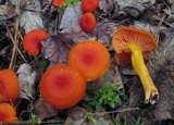 Hygrocybe miniata image