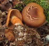 Cortinarius armillatus image