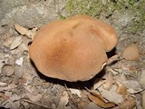 Boletus fragrans image