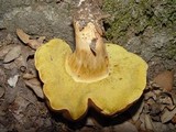 Boletus fragrans image