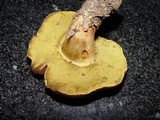 Boletus fragrans image