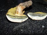 Boletus fragrans image