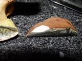 Boletus fragrans image