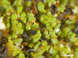 Cladonia peziziformis image