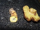Boletus fragrans image