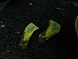 Boletus fragrans image